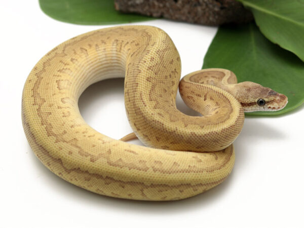 Leopard Emperor Pin (Female)