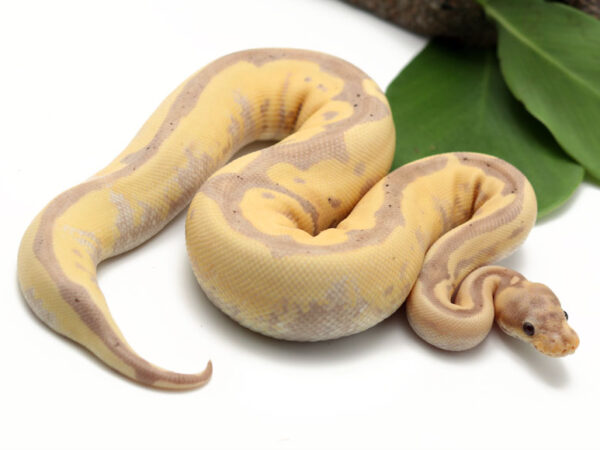 Banana Shatter Leopard (Male)