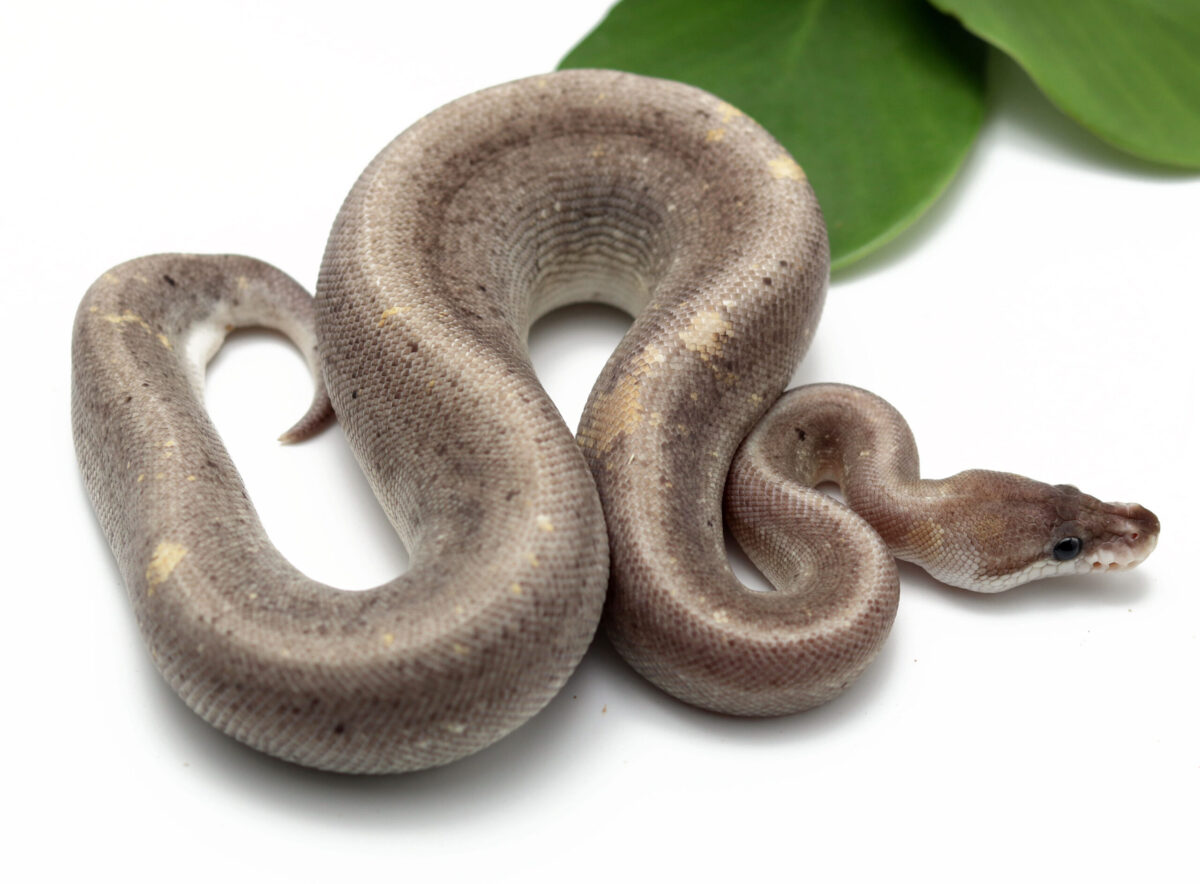 Super Black Pastel Butter (Female)