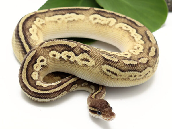 Bongo Pastel Butter (Female)
