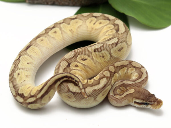 Bongo Pastel Butter (Female)
