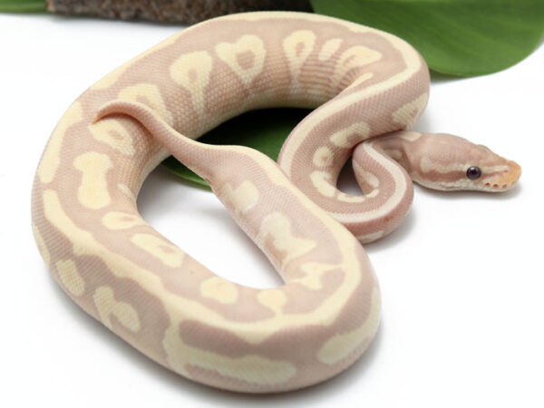 Super Banana Leopard Mojave (Male)