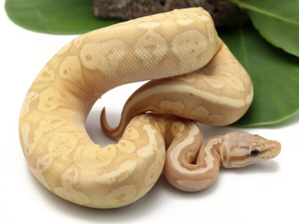 Banana Bongo Pastel (Female)