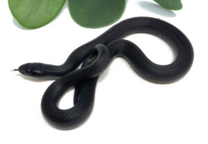 M1D-Mexican-Black-King_2023_7-20-23-300x209 M1D-Mexican-Black-King_2023_7-20-23