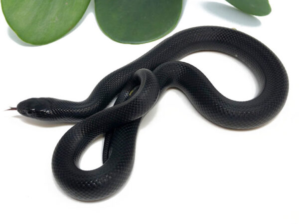 M1D-Mexican-Black-King_2023_7-20-23-600x450 Ball Pythons and other Reptiles for sale