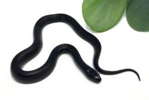 M1E-Mexican-Black-King_2023_7-20-23-300x202 M1E-Mexican-Black-King_2023_7-20-23