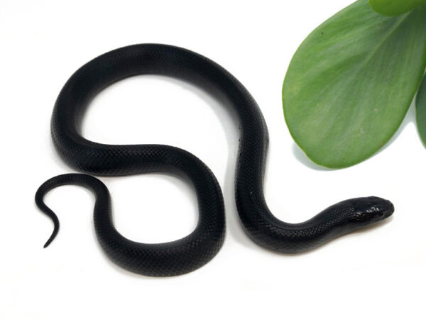 M1F-Mexican-Black-King_2023_7-20-23-600x450 Ball Pythons and other Reptiles for sale