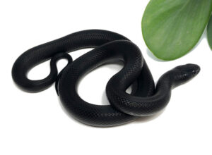 M1G-Mexican-Black-King_2023_7-20-23-300x220 M1G-Mexican-Black-King_2023_7-20-23