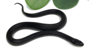 M2D-Mexican-Black-King_2023_7-20-23-300x184 M2D-Mexican-Black-King_2023_7-20-23