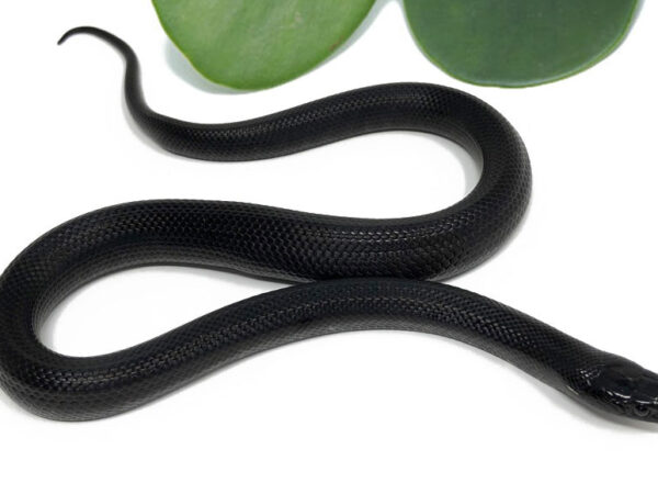 M2D-Mexican-Black-King_2023_7-20-23-600x450 Ball Pythons and other Reptiles for sale