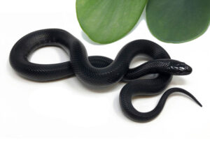 M3A-Mexican-Black-King_2023_7-20-23-300x208 M3A-Mexican-Black-King_2023_7-20-23