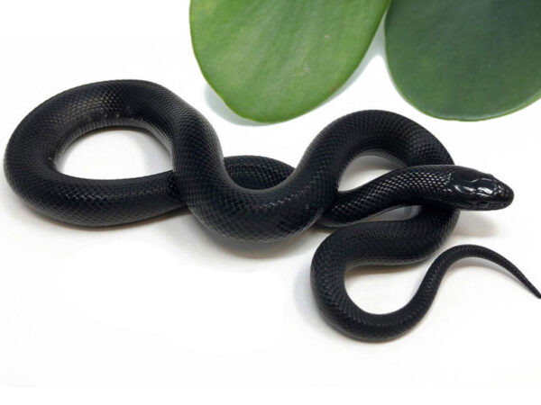 M3A-Mexican-Black-King_2023_7-20-23-600x450 Ball Pythons and other Reptiles for sale