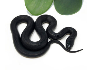 M3B-Mexican-Black-King_2023_7-20-23-300x242 M3B-Mexican-Black-King_2023_7-20-23