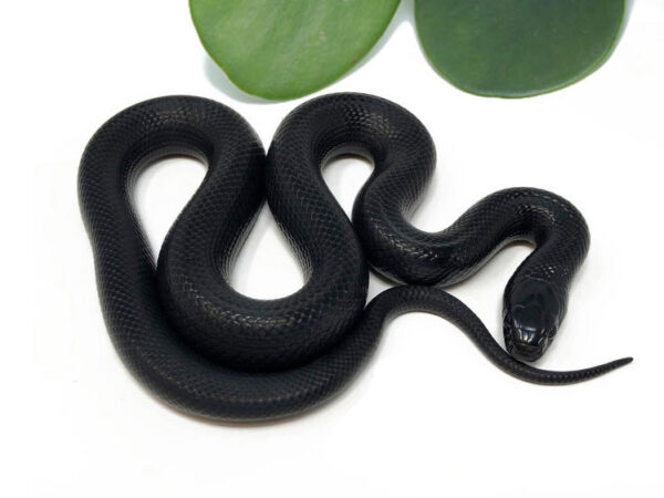M3B-Mexican-Black-King_2023_7-20-23-600x450 Ball Pythons and other Reptiles for sale