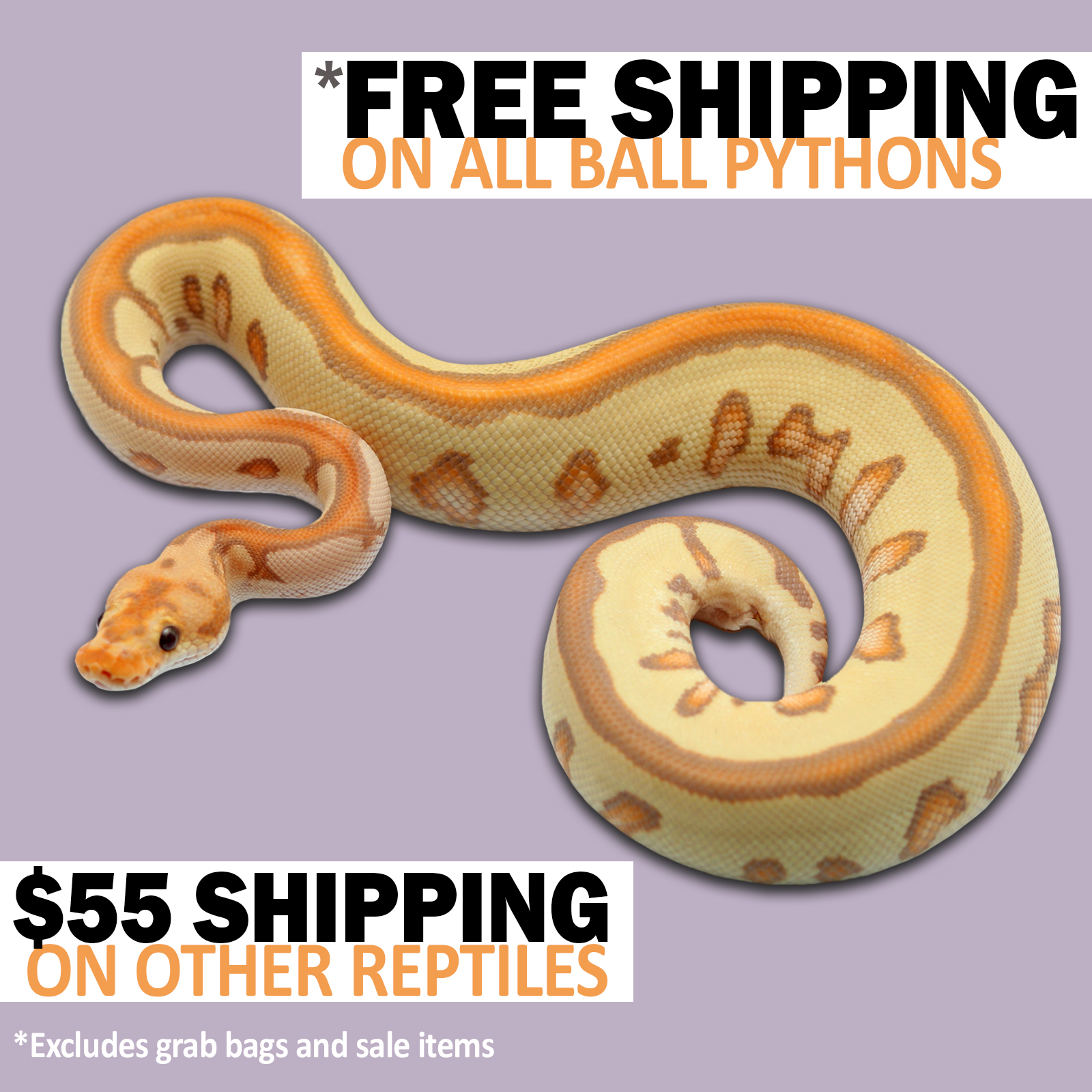 free-shipping-2023-copy-2 Best Price Ball Pythons For Sale