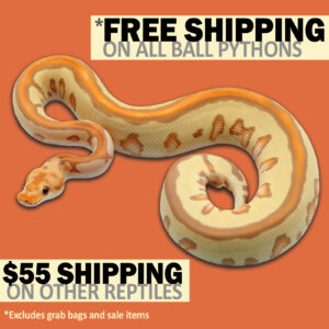 free-shipping-2023-copy-3-300x300 free shipping 2023 copy 3