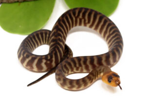 116-5B-Woma-Python_2023_8-24-23-300x224 116-5B-Woma-Python_2023_8-24-23