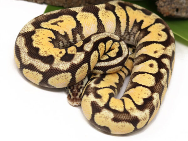 Enchi Pastel Spotnose (Female)