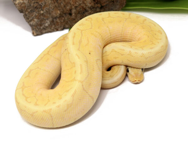 Banana Lemonblast (FM) (Male)