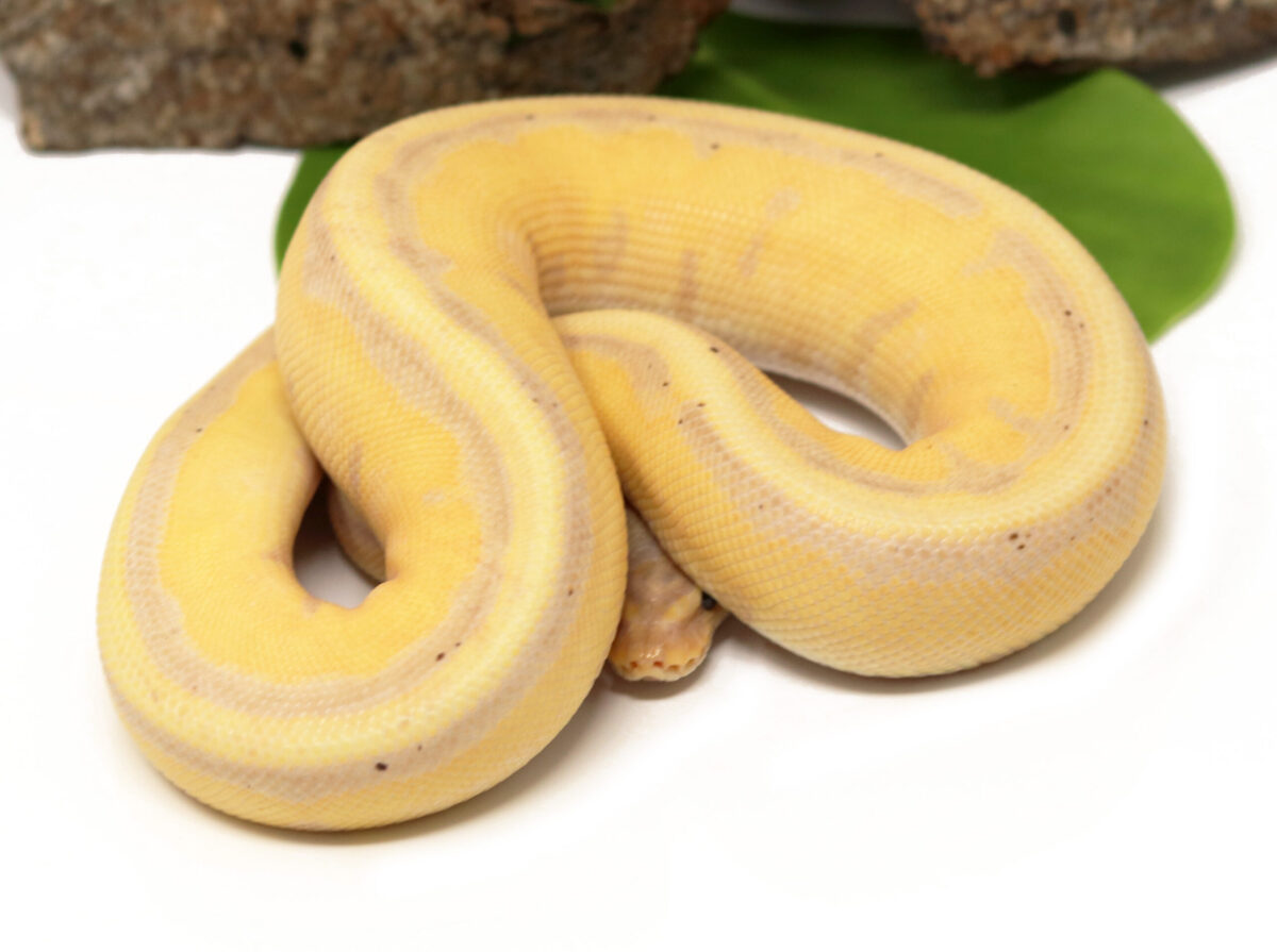 Banana Genetic Stripe (Male)