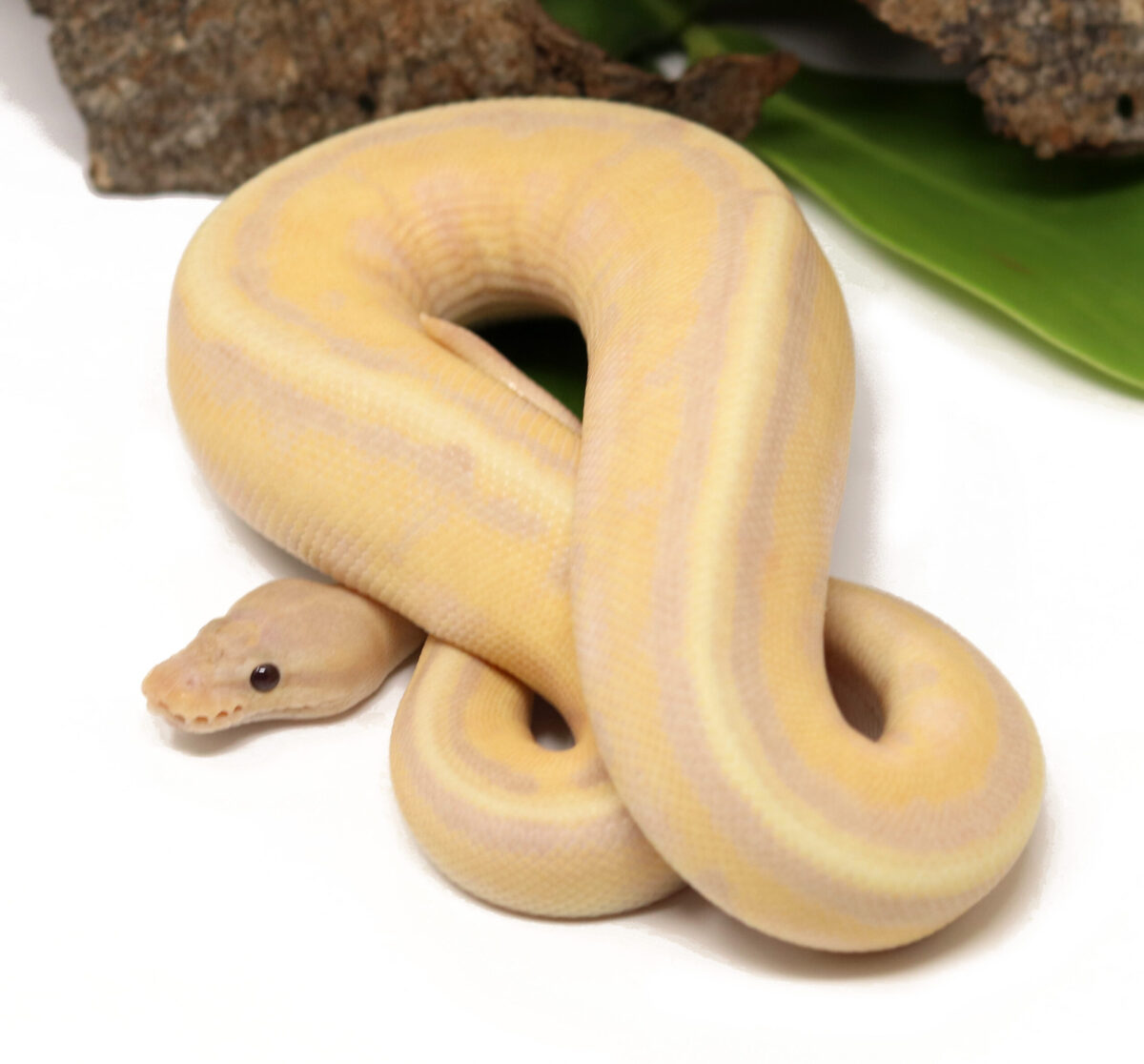 Super Banana Genetic Stripe (Male)