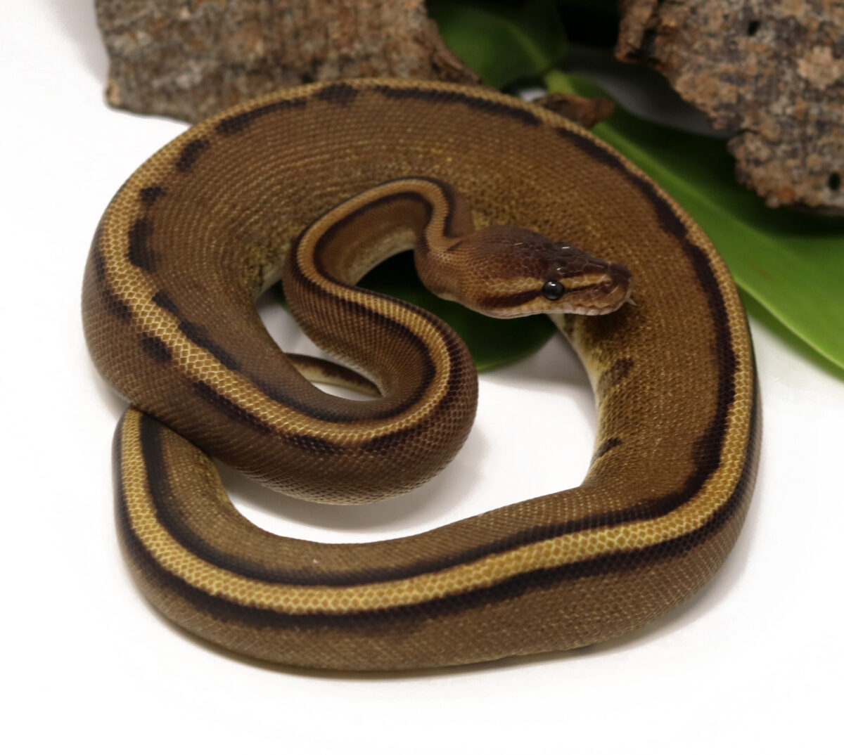 Genetic Stripe (Female)