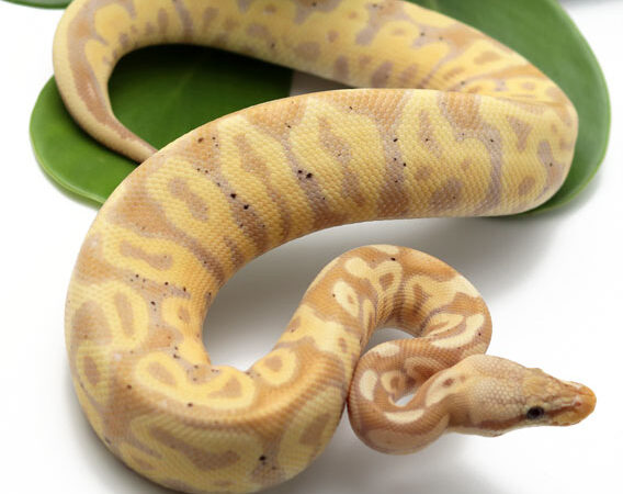 Banana Leopard Pastel (Female)