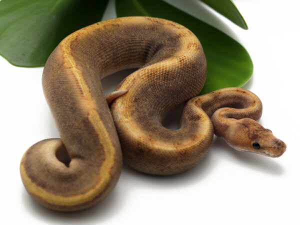 GHI Champagne (Male)