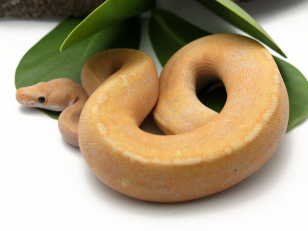 Banana GHI Champagne (Male)
