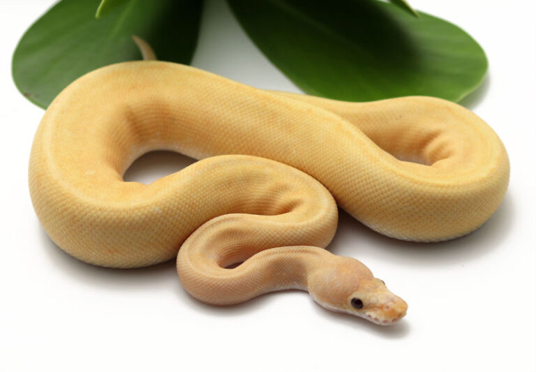 Ball Pythons and Other Reptiles For Sale - Dynasty Reptiles