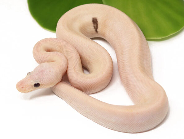 Banana Champagne Pewter (Male)