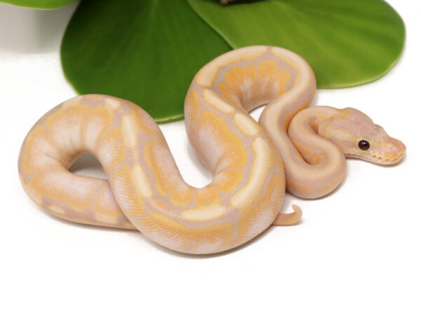 Super Banana Cinnamon Spider (Male)