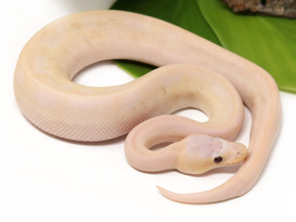 Super Banana Champin (Male)