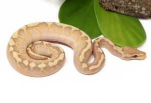 1-5C-Banana-GHI-Mojave-Enchi-Woma_2023_9-5-23-300x205 1-5C-Banana-GHI-Mojave-Enchi-Woma_2023_9-5-23