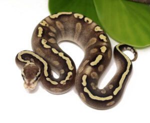 2-11C-GHI-Pastave_2023_9-5-23-300x245 2-11C-GHI-Pastave_2023_9-5-23