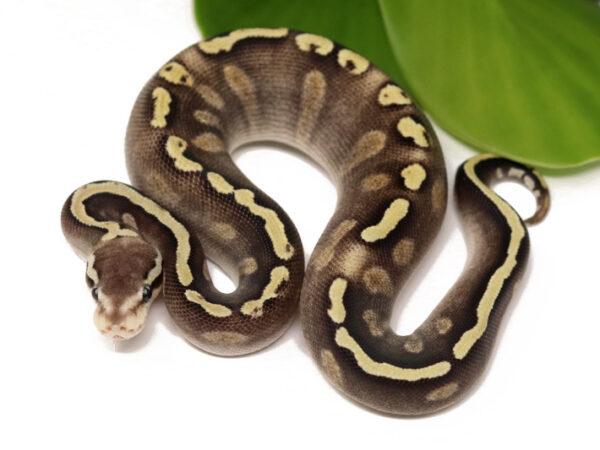 GHI Pastave (Male)