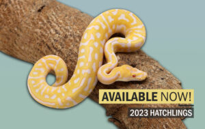 2023-babies-banner-copy-300x189 2023 babies banner copy