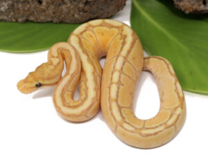3-14B-Banana-Bongo-Spider_2023_9-13-23-300x243 3-14B-Banana-Bongo-Spider_2023_9-13-23
