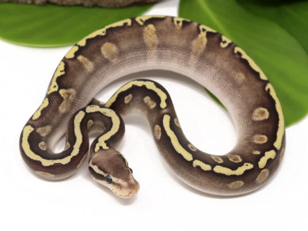 GHI Pastave (Male)