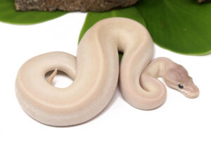 4-7A-Crystal-HGW_2023_9-13-23-300x216 4-7A-Crystal-HGW_2023_9-13-23