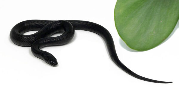 M5B-Mexican-Black-Kingsnake_2023_9-25-23-600x353 Best Price Ball Pythons For Sale