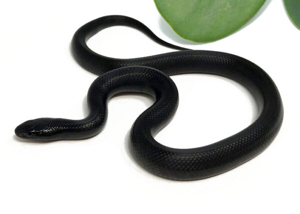 M5C-Mexican-Black-Kingsnake_2023_9-25-23-600x427 Best Price Ball Pythons For Sale