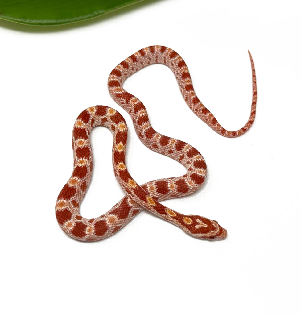 Albino Het Palmetto Corn Snake (Male) - Dynasty Reptiles