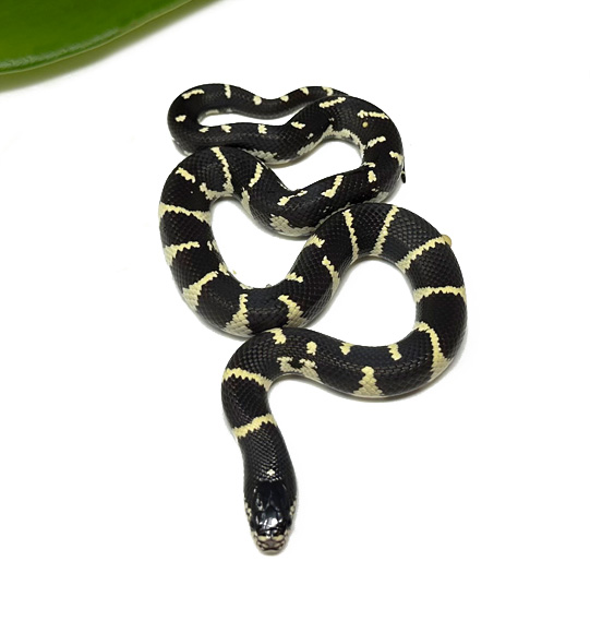 WC-19B-Banded-M_2023_9-13-23 Best Price Ball Pythons For Sale