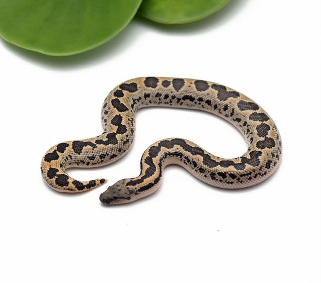 Rough-scaled Sand Boa (female) - Dynasty Reptiles