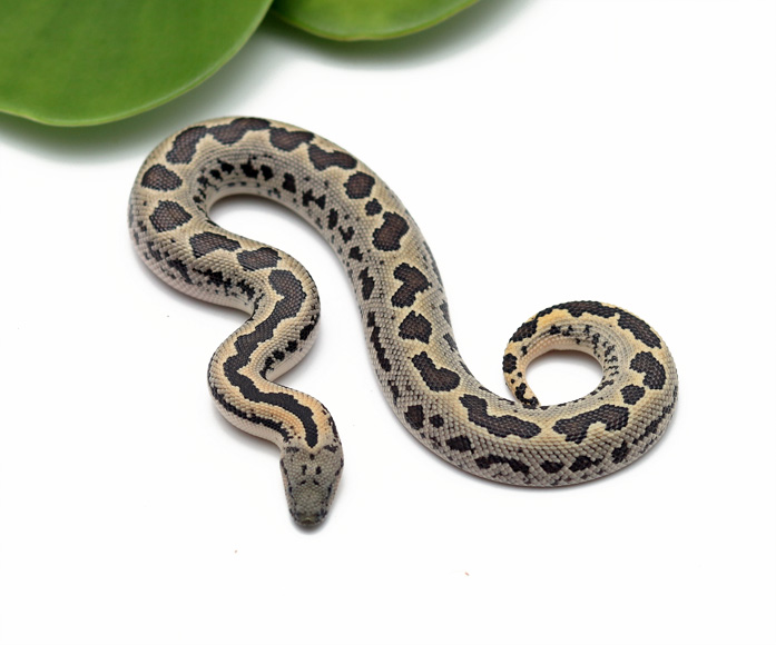 Rough-Scaled Sand Boa (Female) - Dynasty Reptiles