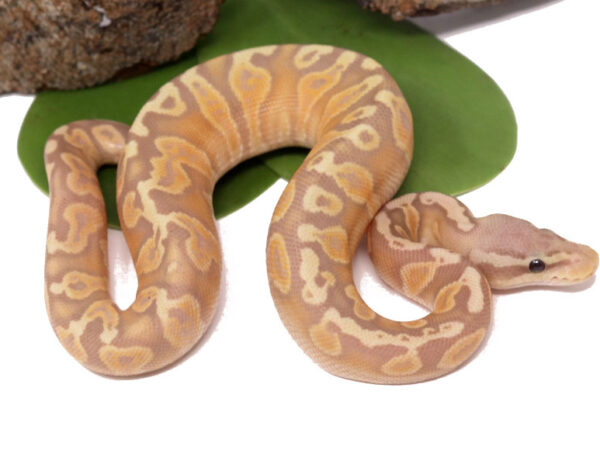 Banana GHI Pastel (FM) (Male)