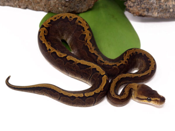 Raven GHI Pin (Female)