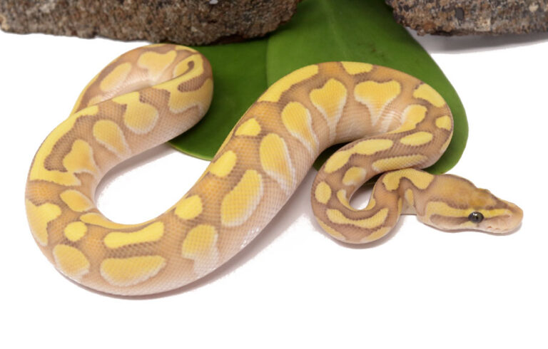Ball Pythons and Other Reptiles For Sale - Dynasty Reptiles
