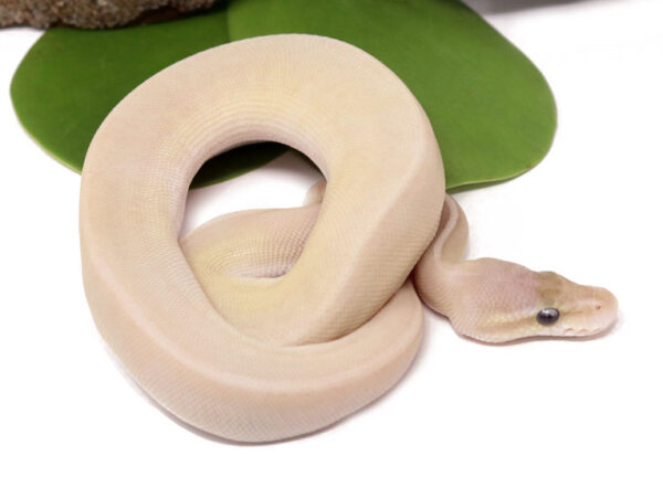Banana Bongo Emperor Pin Cinnamon (Female)